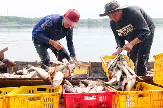 Xem đánh bắt cá trên một hồ nước ngọt 300ha ở Đồng Nai, vô số con to, cá ba sa nặng cả chục ký - Ảnh 8.