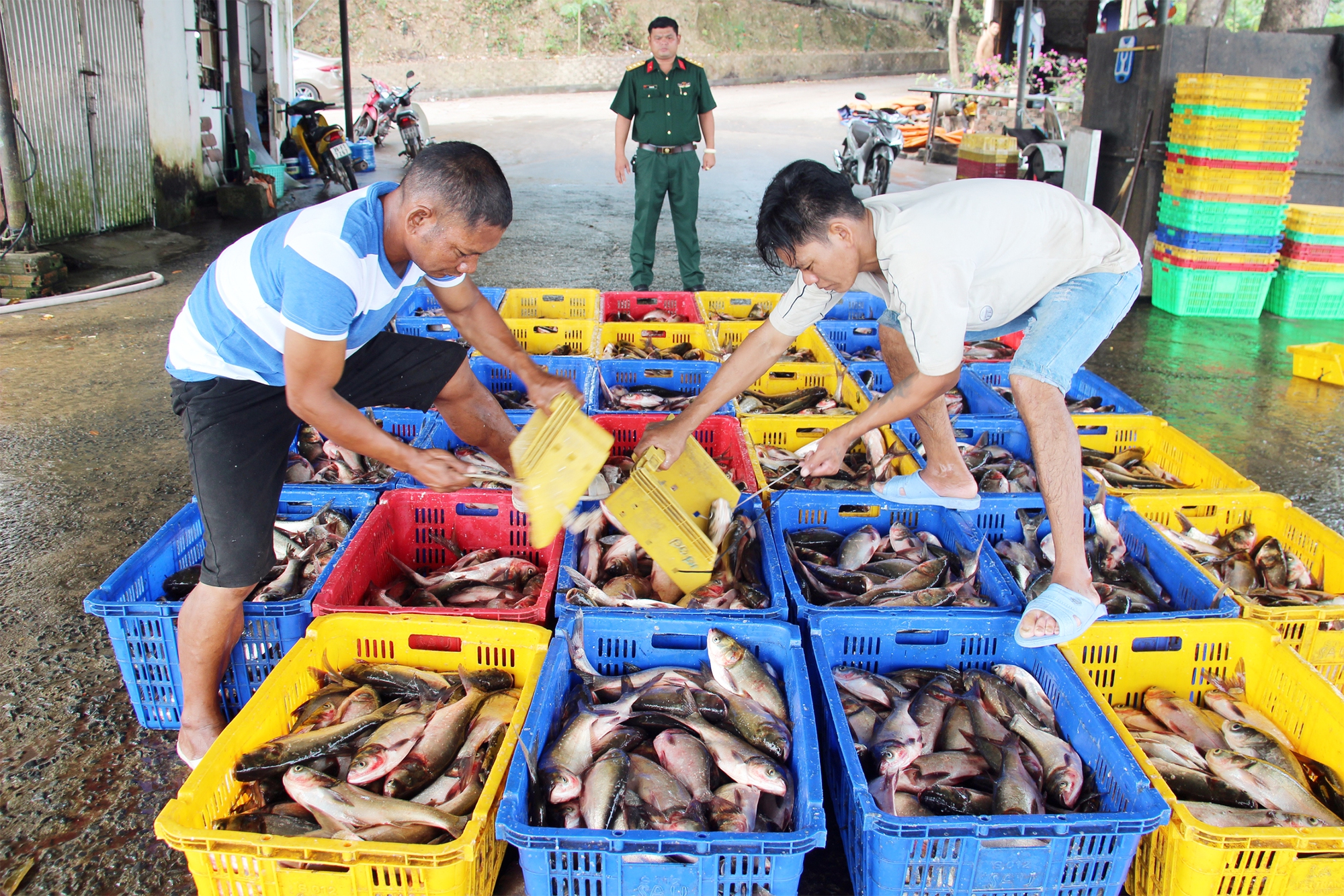 Xem đánh bắt cá trên một hồ nước ngọt 300ha ở Đồng Nai, vô số con to, cá ba sa nặng cả chục ký - Ảnh 9.