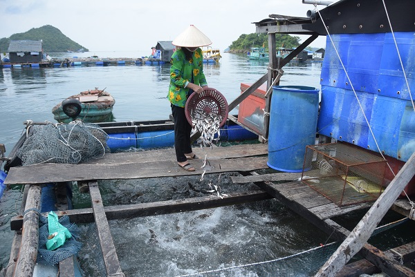 Ở một hòn đảo nổi tiếng của Kiên Giang, dân nuôi mấy loài cá gì mà đầu năm tới nay bắt bán 5,9 tỷ? - Ảnh 1.