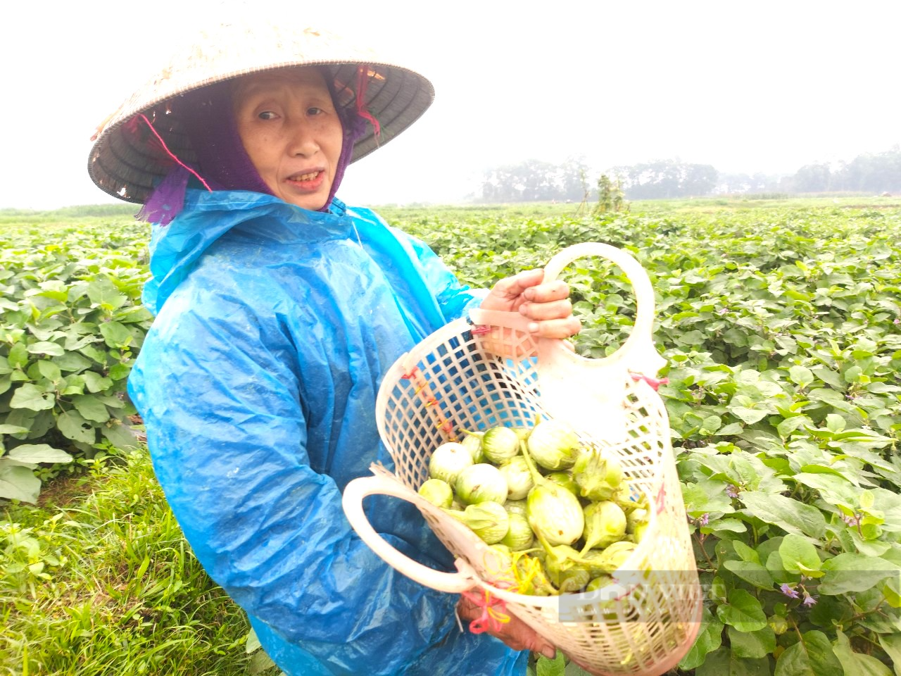 Hà Tĩnh: Cả xã trồng cà dừa thu nhập gấp 4 lần lúa, thu về hơn 200 triệu đồng/ha - Ảnh 3.