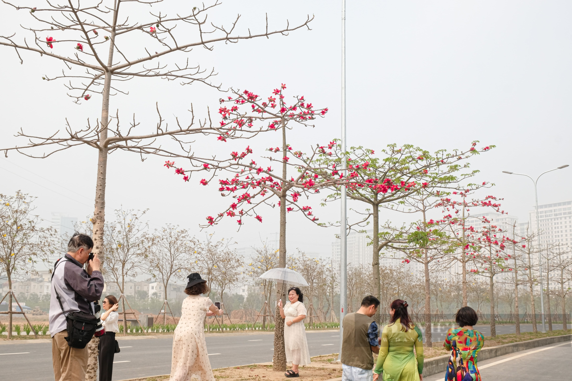 Sau hoa phong linh, người Hà Nội lại &quot;phát sốt&quot; vì con đường hoa gạo - Ảnh 1.