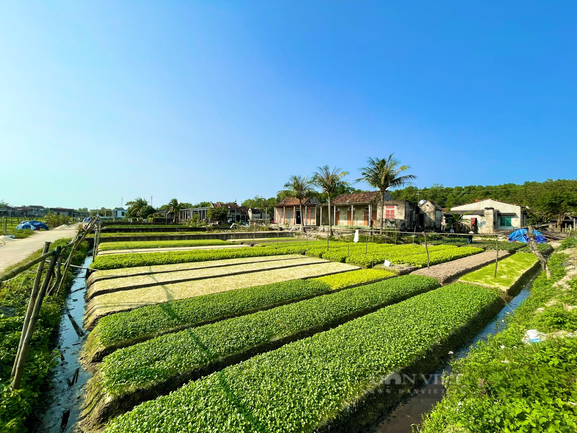 Nông dân vùng lũ Quảng Bình trồng rau sạch để ăn, để bán và làm du lịch trải nghiệm - Ảnh 2.