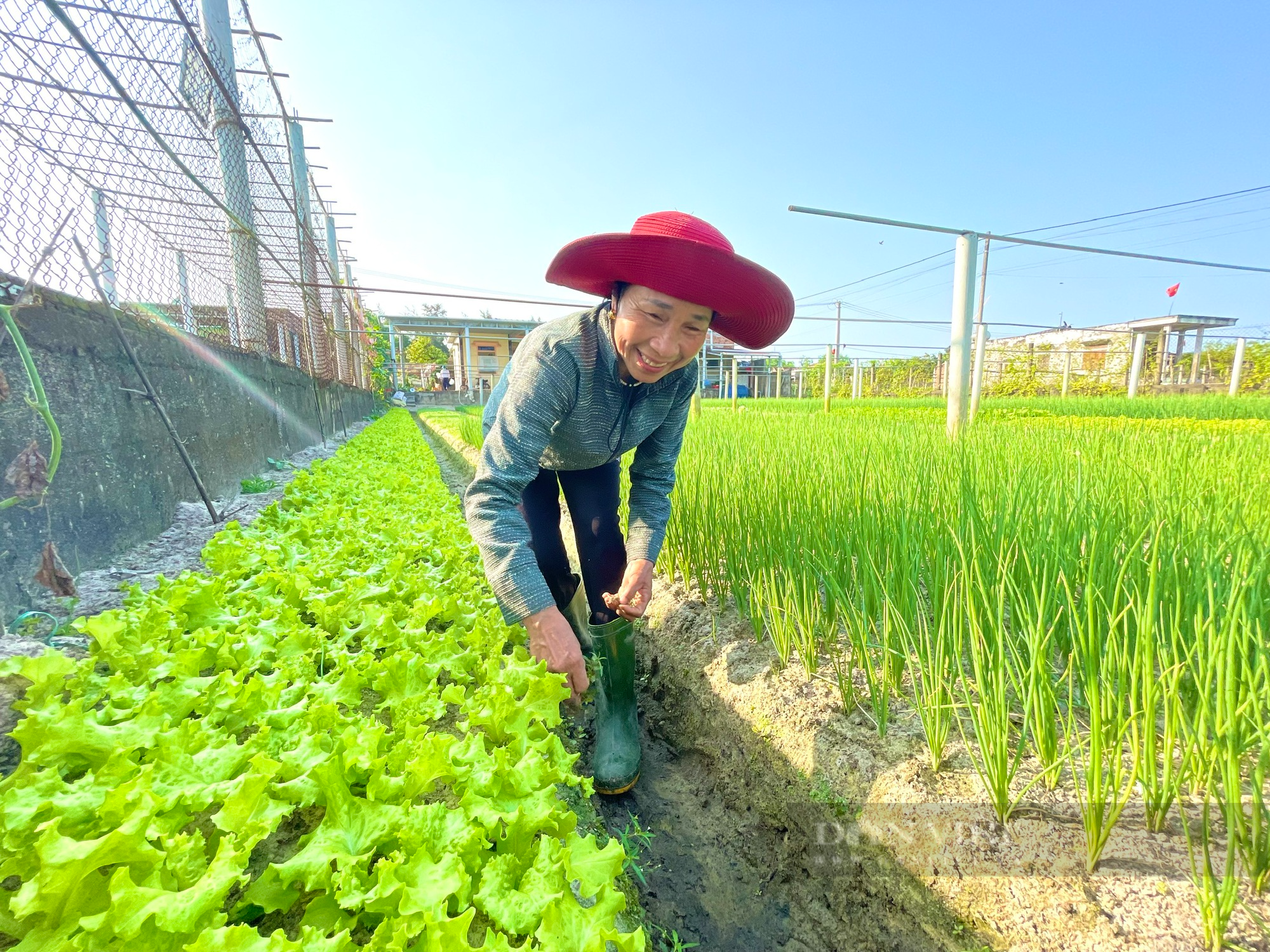 Nông dân vùng lũ Quảng Bình trồng rau sạch để ăn, để bán và làm du lịch trải nghiệm - Ảnh 4.