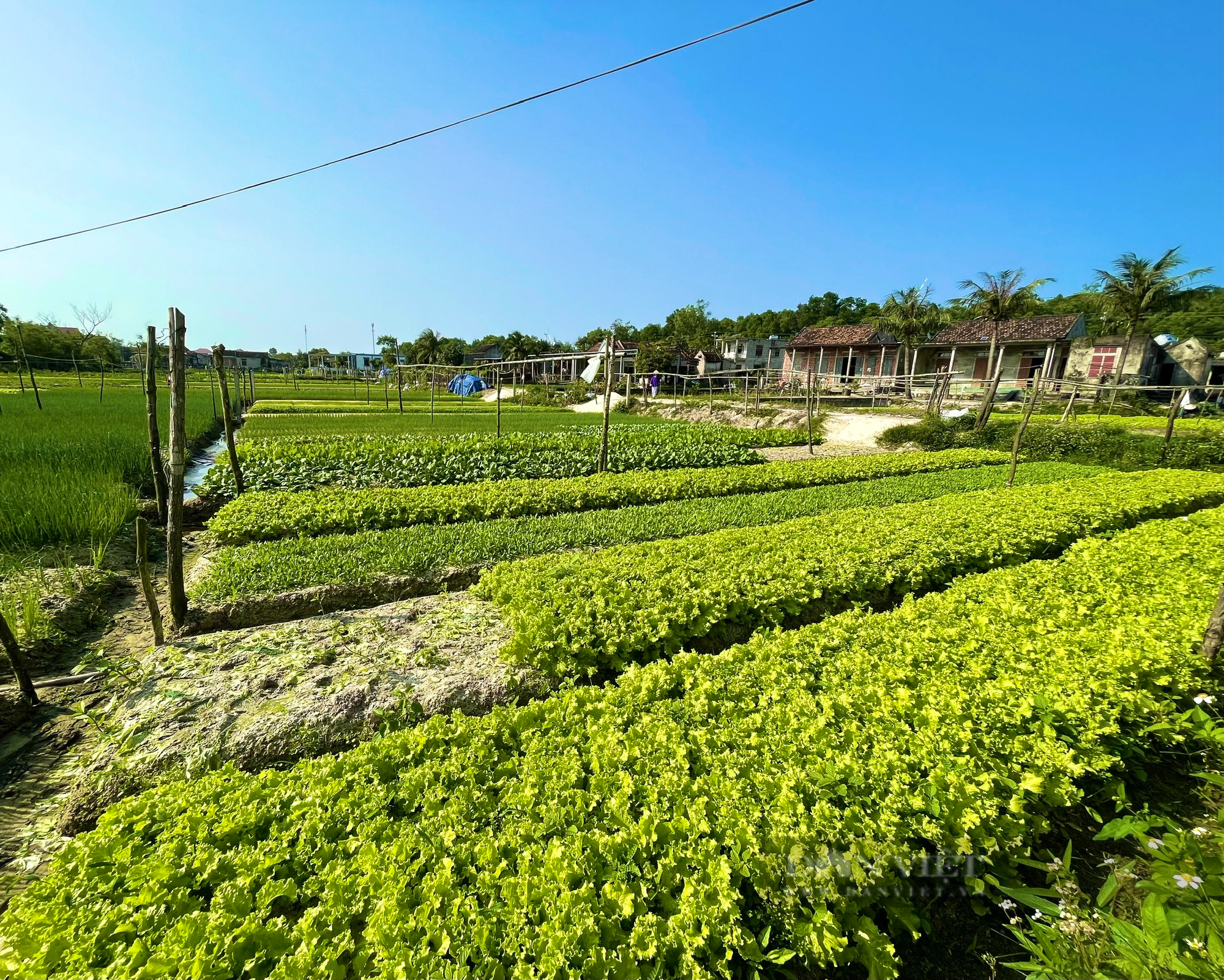 Nông dân vùng lũ Quảng Bình trồng rau sạch để ăn, để bán và làm du lịch trải nghiệm - Ảnh 7.