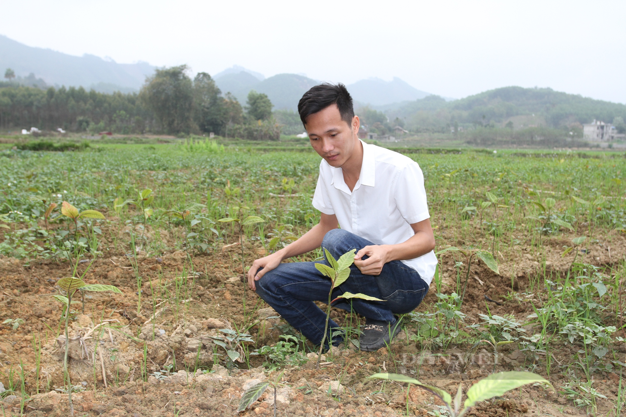 Thái Nguyên: Đam mê cây thuốc, thanh niên trẻ từ bỏ việc nhẹ lương cao về quê trồng và bảo tồn cây dược liệu  - Ảnh 3.