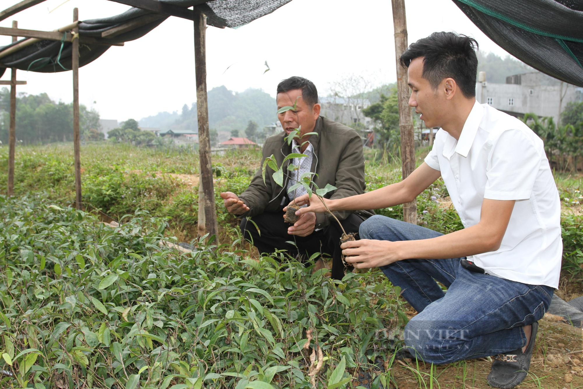 Thái Nguyên: Đam mê cây thuốc, thanh niên trẻ từ bỏ việc nhẹ lương cao về quê trồng và bảo tồn cây dược liệu  - Ảnh 2.