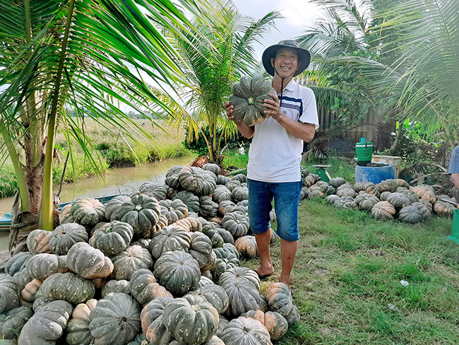 Bí rợ là giống bí gì mà dân nơi này ở Cà Mau trồng trái lăn la liệt, thương lái khuân chất lên xe - Ảnh 3.