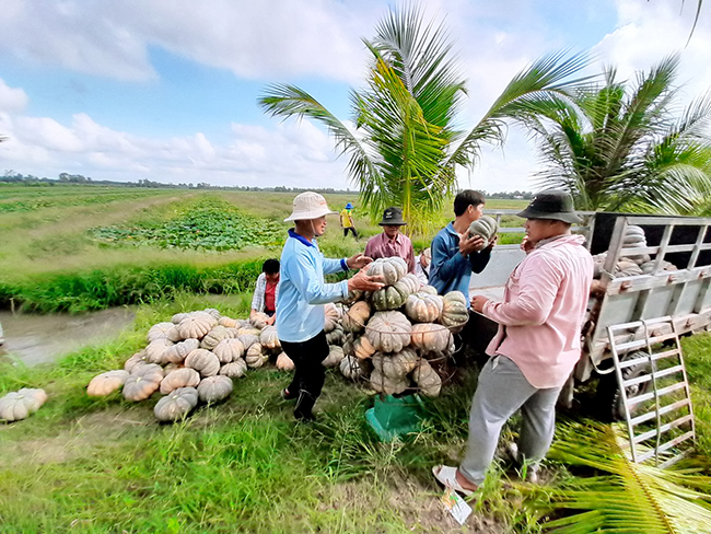 Bí rợ là giống bí gì mà dân nơi này ở Cà Mau trồng trái lăn la liệt, thương lái khuân chất lên xe - Ảnh 5.