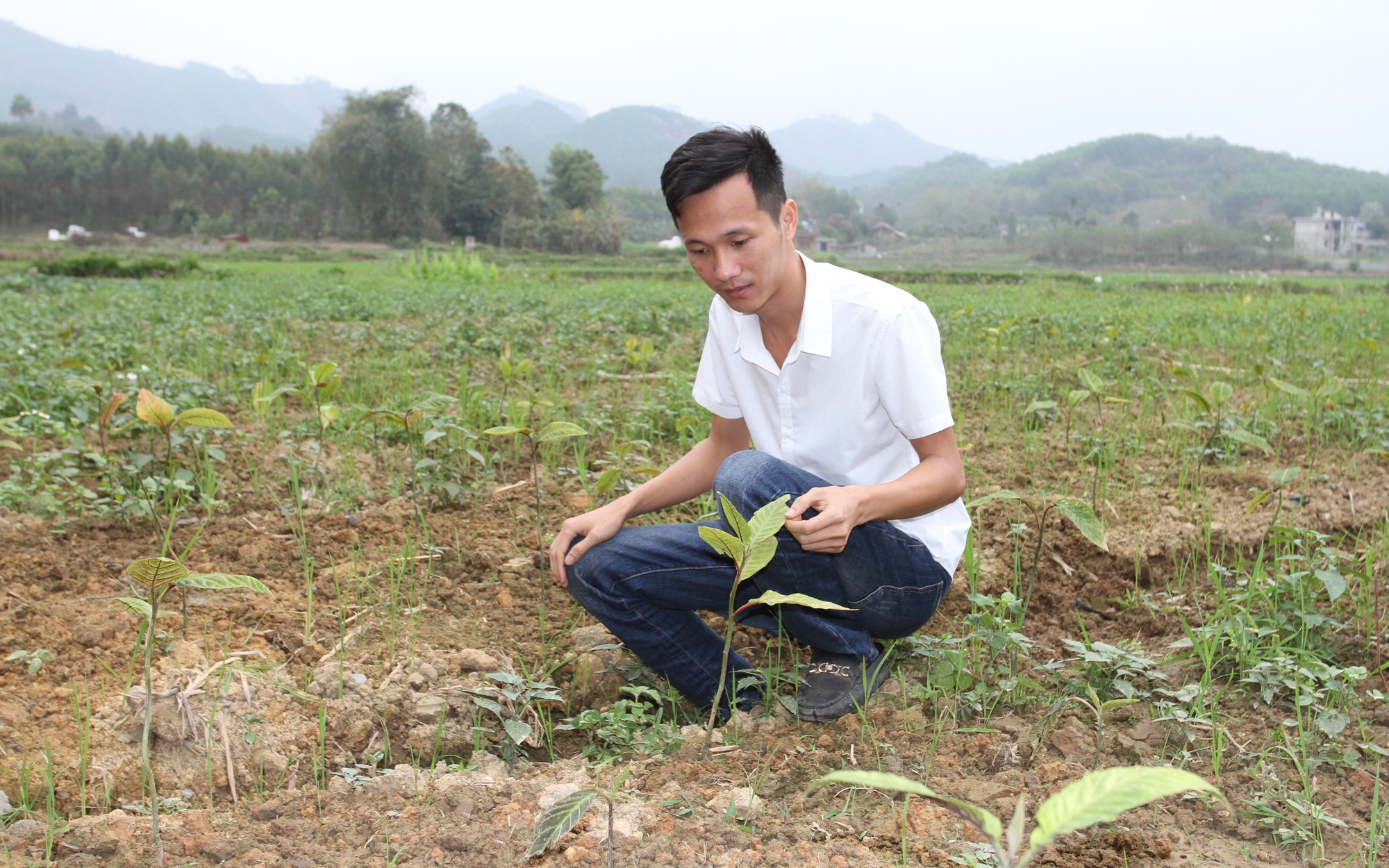 Đam mê trồng cây thuốc quý, 9X Thái Nguyên bỏ việc nhẹ lương cao về quê làm dược liệu OCOP