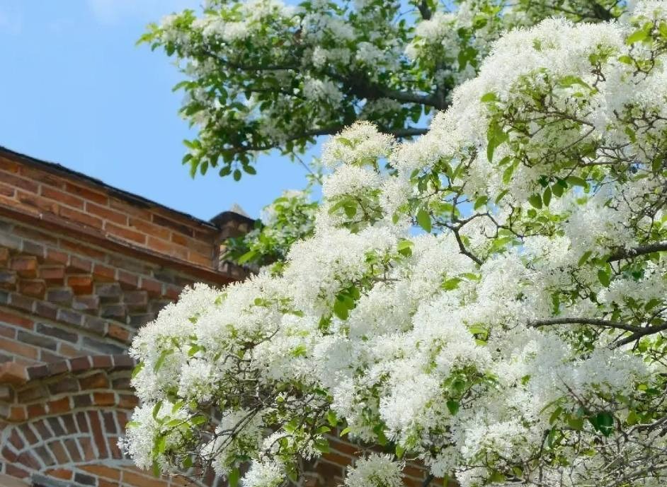 Trồng 5 cây cảnh trong sân, hoa nở như &quot;thác đổ&quot;, thơm ngất ngây khiến nhiều người ngơ ngẩn - Ảnh 1.