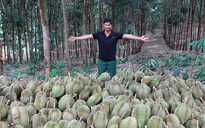 Loại quả ngon đang hot hiện nay tại Việt Nam, dân các nơi trồng vô số thấy lo lo, ngành chức năng cảnh báo