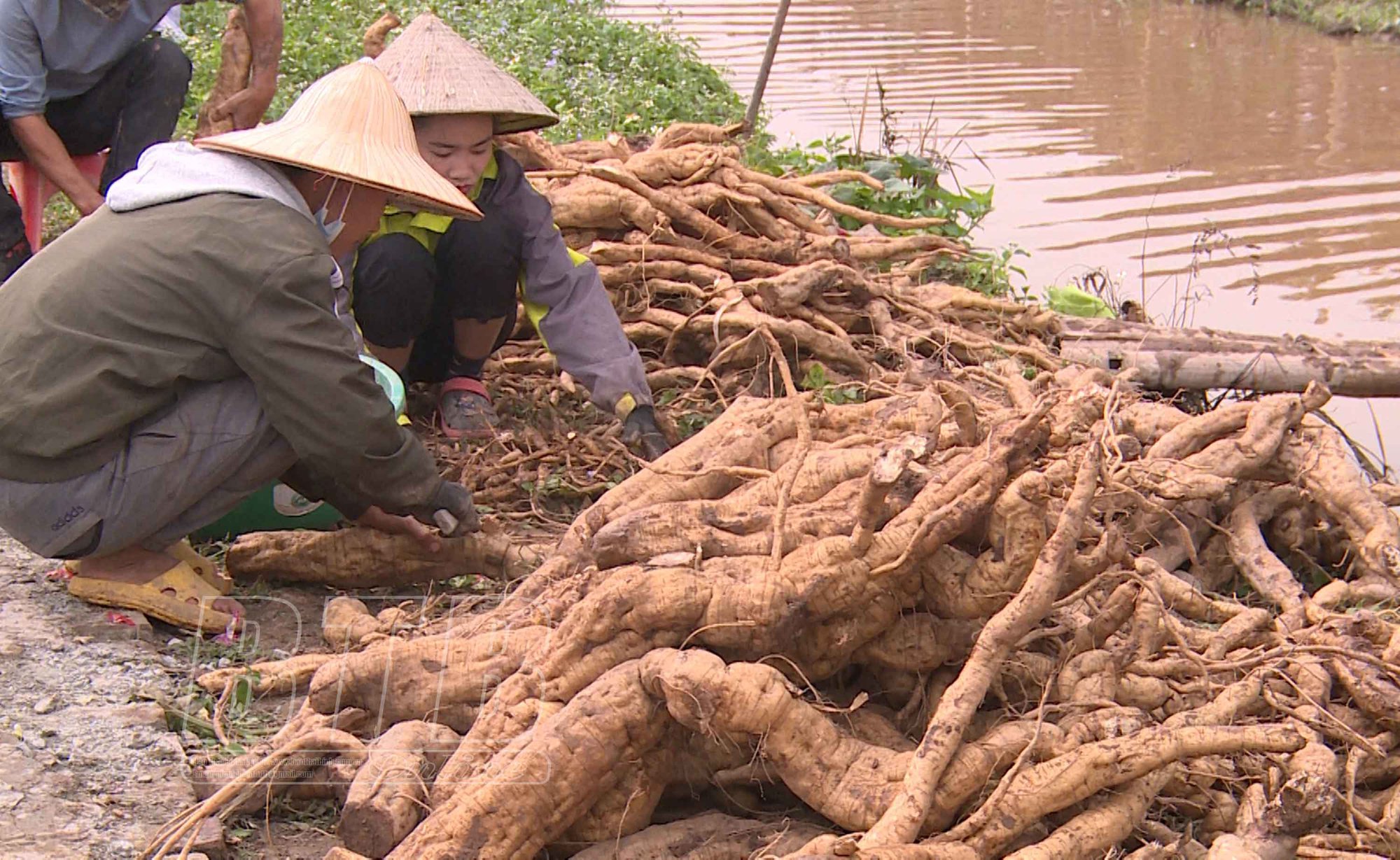 Vùng đất ven sông Luộc của tỉnh Thái Bình đang có 2 loại cây giúp nông dân rủng rỉnh tiền - Ảnh 2.