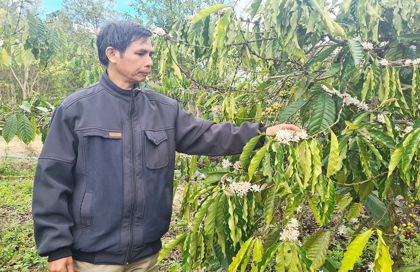 Hoa cà phê thối hàng loạt khiến nông dân KBang ở Gia Lai lo mất mùa - Ảnh 1.
