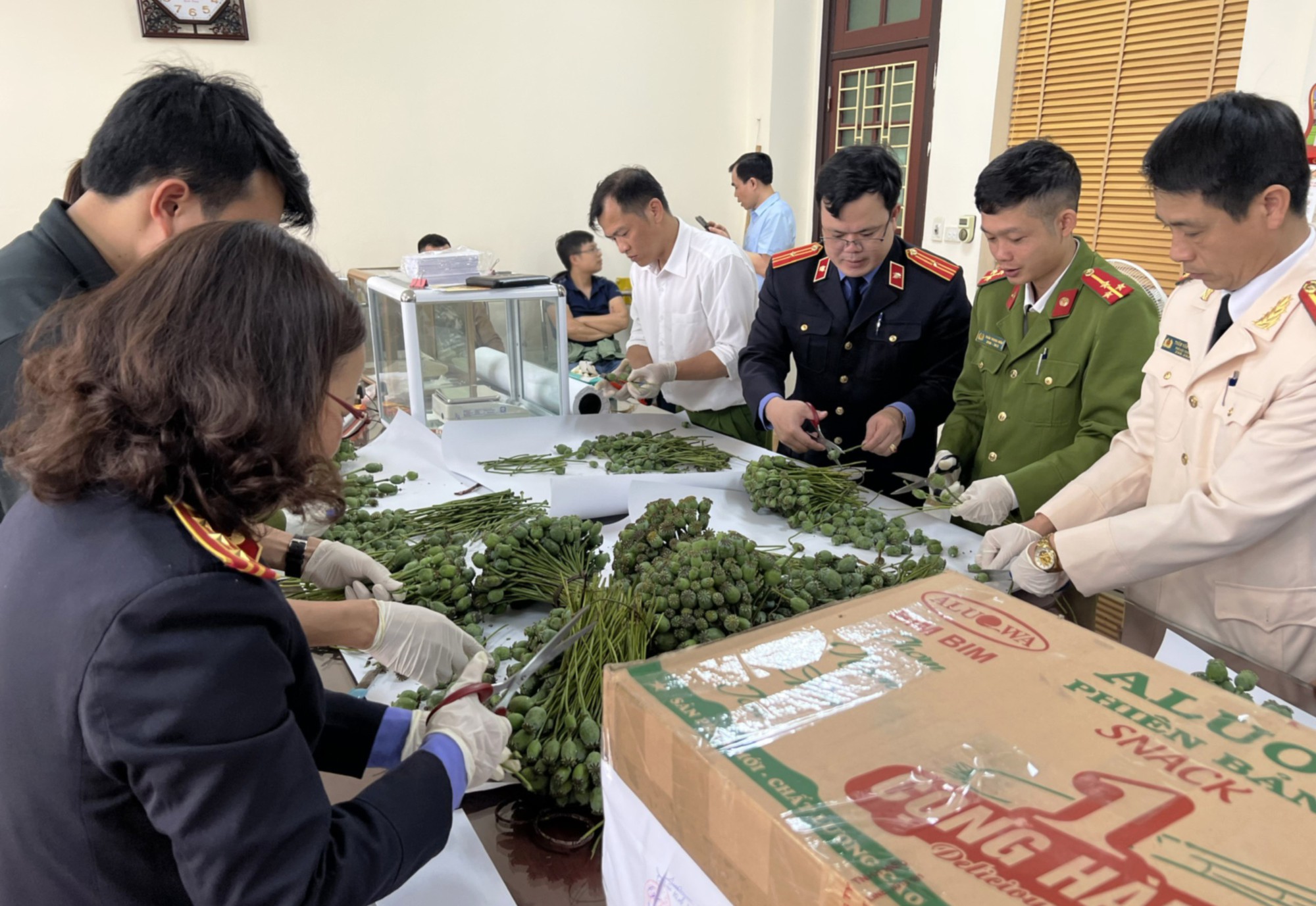 Lào Cai: Bắt giữ 4 đối tượng mua bán trái phép 76kg cành và quả cây thuốc phiện - Ảnh 1.