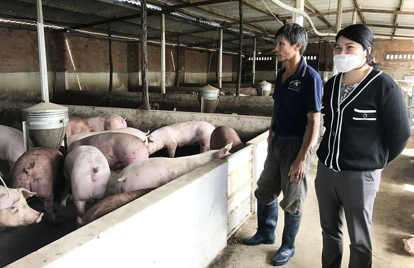 Giá heo hơi giảm thương lái còn chê ỏng chê eo, nhiều trang trại phải giảm đàn, &quot;treo chuồng&quot; - Ảnh 1.