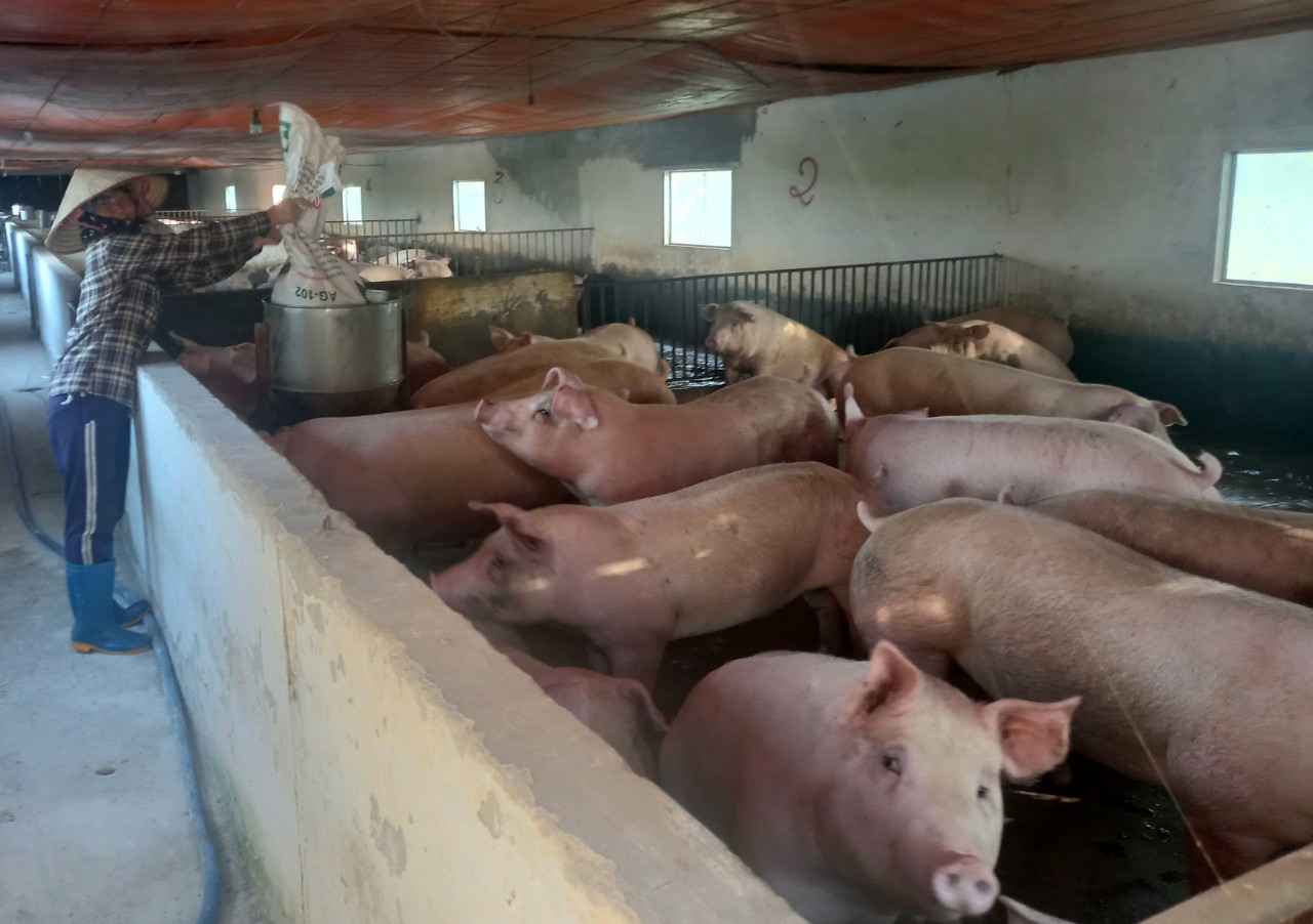Biến vùng bỏ hoang thành trang trại tiền tỷ, chị nông dân Thái Bình thu 200 triệu/tháng từ bán lợn thịt - Ảnh 2.