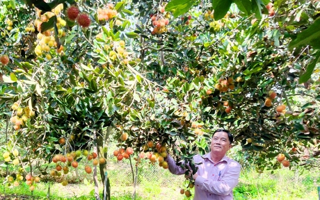 Chả kém gì sầu riêng, thứ trái cây nguồn gốc Indonesia này trồng ở Vĩnh Long bất ngờ tăng giá gấp đôi