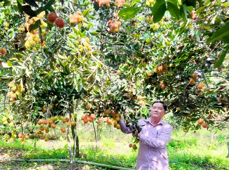 Chả kém gì sầu riêng, thứ trái cây nguồn gốc Indonesia này trồng ở Vĩnh Long bất ngờ tăng giá gấp đôi - Ảnh 1.