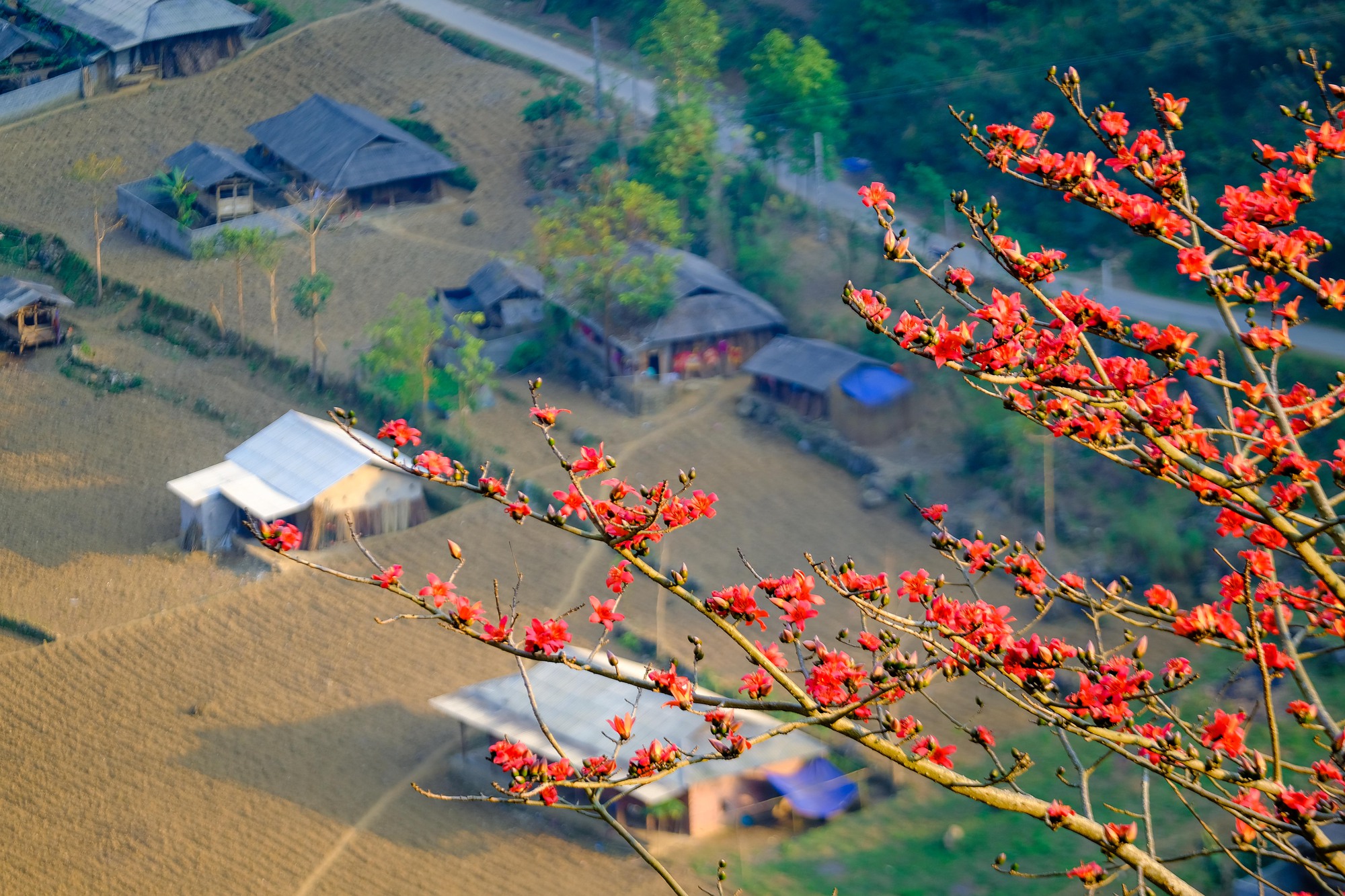 Mê mẩn ngắm hoa gạo rực đỏ núi rừng Hà Giang - Ảnh 10.