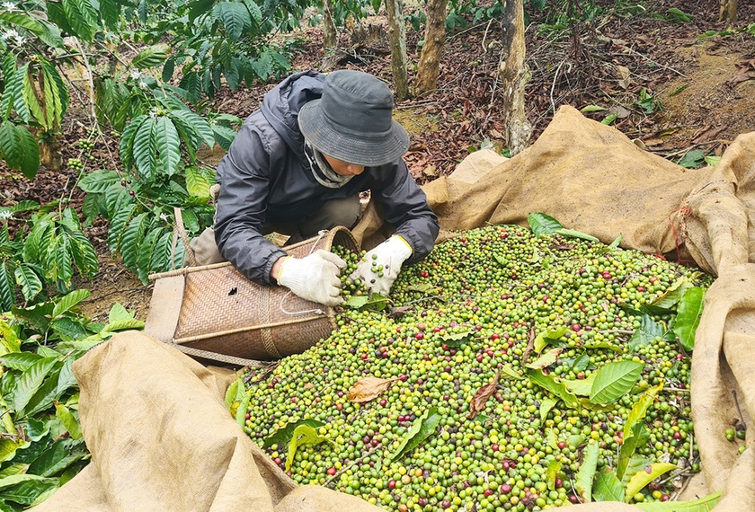Hoa cà phê thối hàng loạt khiến nông dân KBang ở Gia Lai lo mất mùa - Ảnh 2.