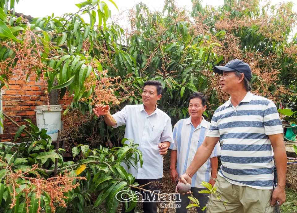 Cà Mau: Nuôi sò huyết kết hợp nuôi tôm, trồng cây ăn trái, xã Hoà Thành không còn hội viên nông dân nghèo - Ảnh 1.