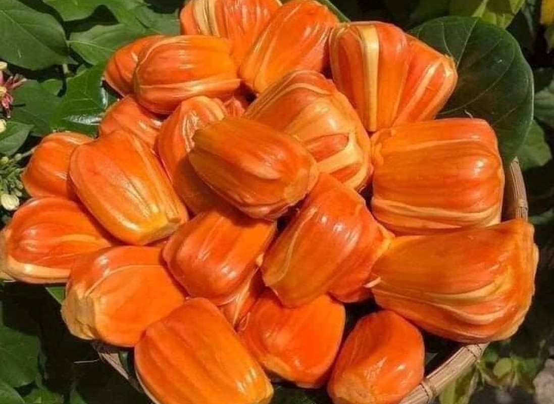 Mít ruột đỏ hơn 100.000 đồng/kg thương lái lùng mua từng quả - Ảnh 3.