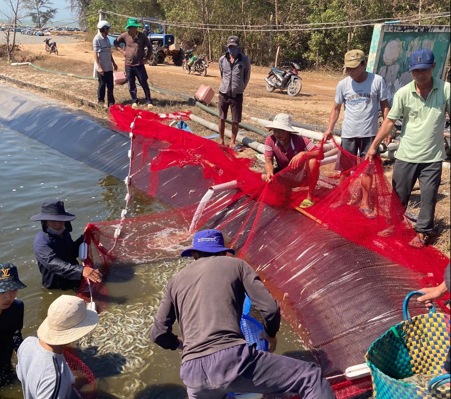 Công an đang điều tra 3 hồ nuôi tôm nghi bị đầu độc bằng thuốc trừ sâu - Ảnh 1.