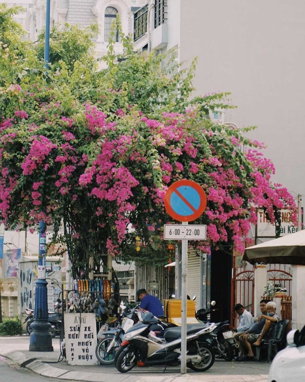 Những góc đường phủ kín hoa giấy, thu hút nhiều người chụp ảnh ở Sài Gòn - Ảnh 4.