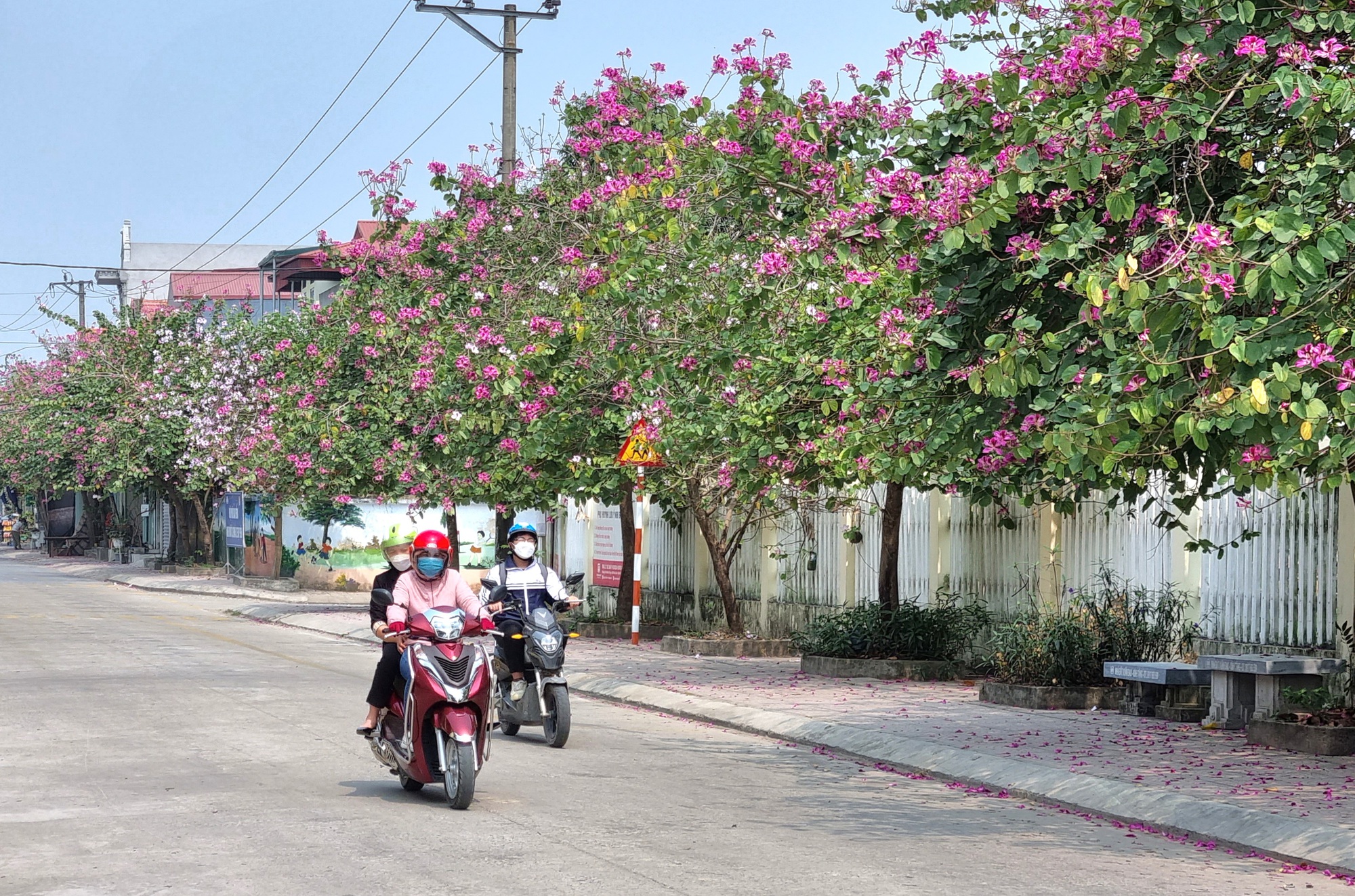 Ngỡ ngàng tuyến đường hoa ban nở rực ở xã nông thôn mới kiểu mẫu tại Ninh Bình - Ảnh 7.