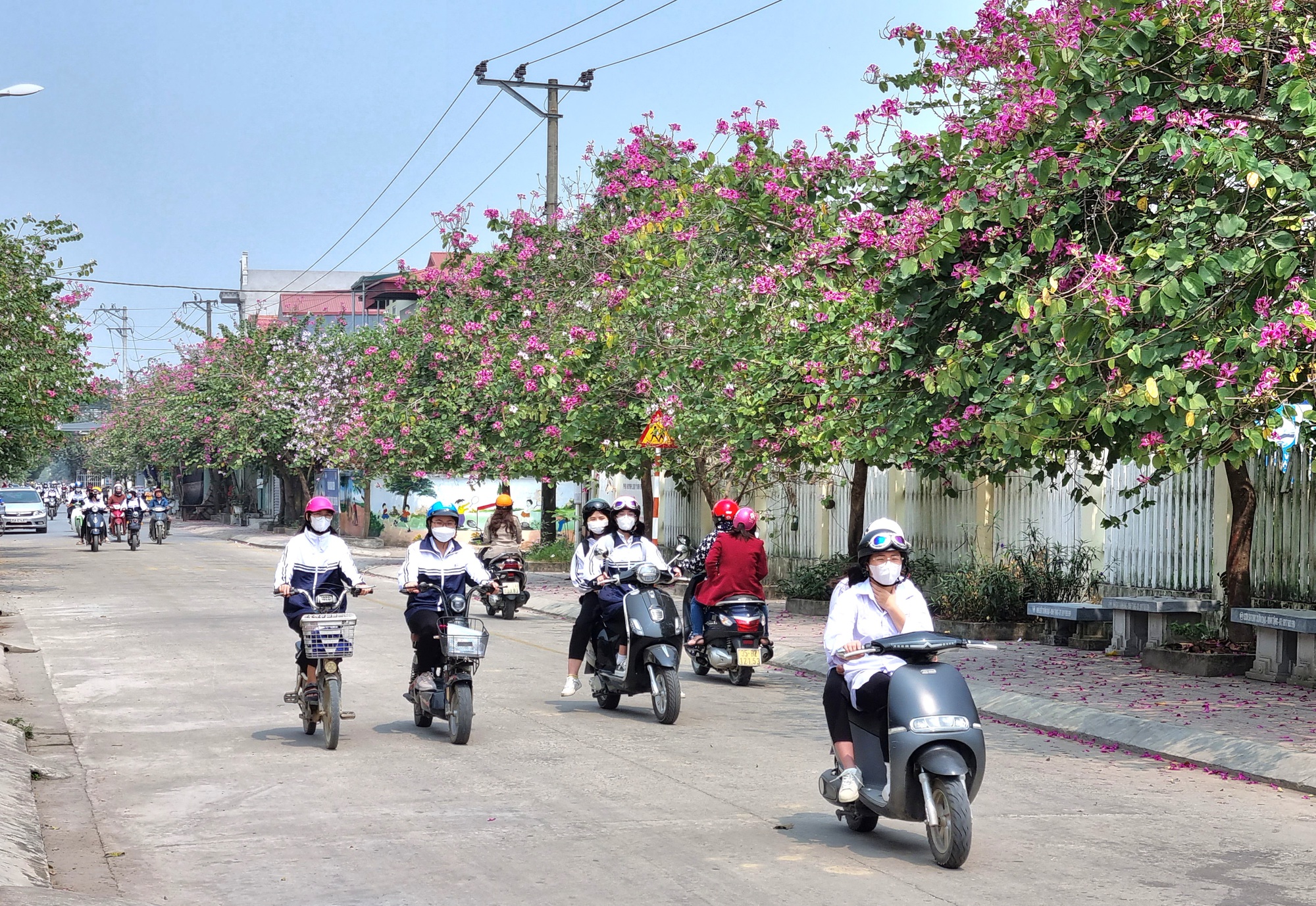 Ngỡ ngàng tuyến đường hoa ban nở rực ở xã nông thôn mới kiểu mẫu tại Ninh Bình - Ảnh 11.