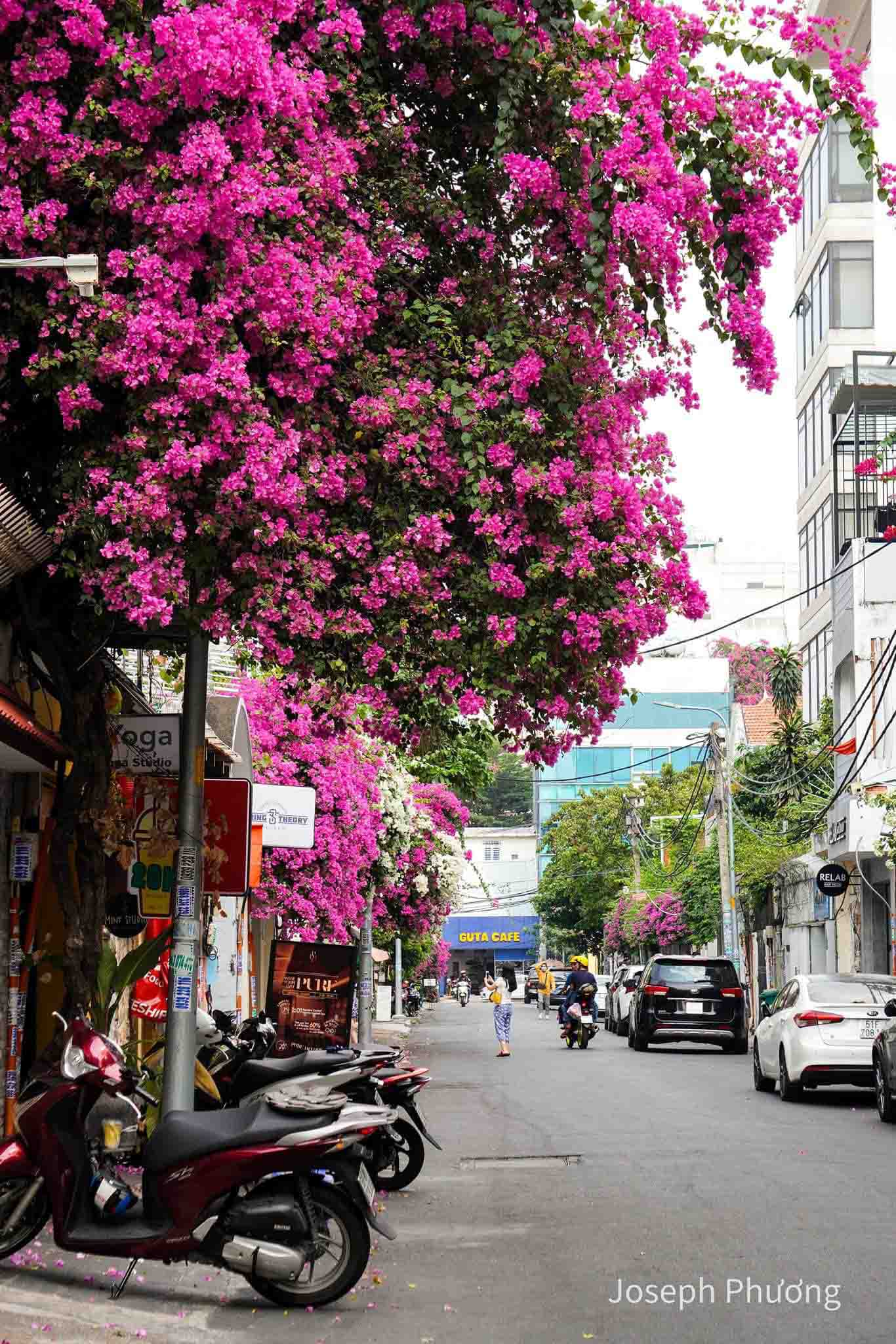 Những góc đường phủ kín hoa giấy, thu hút nhiều người chụp ảnh ở Sài Gòn