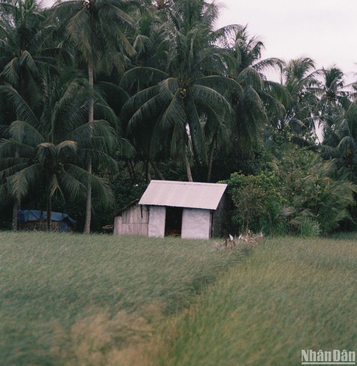 Nơi này ở Vĩnh Long là &quot;vương quốc&quot; của cây dừa, cây cỏ lác, còn vô số lò gạch cũ tuổi đời cả trăm năm - Ảnh 5.