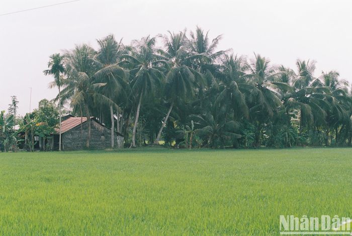 Nơi này ở Vĩnh Long là &quot;vương quốc&quot; của cây dừa, cây cỏ lác, còn vô số lò gạch cũ tuổi đời cả trăm năm - Ảnh 13.