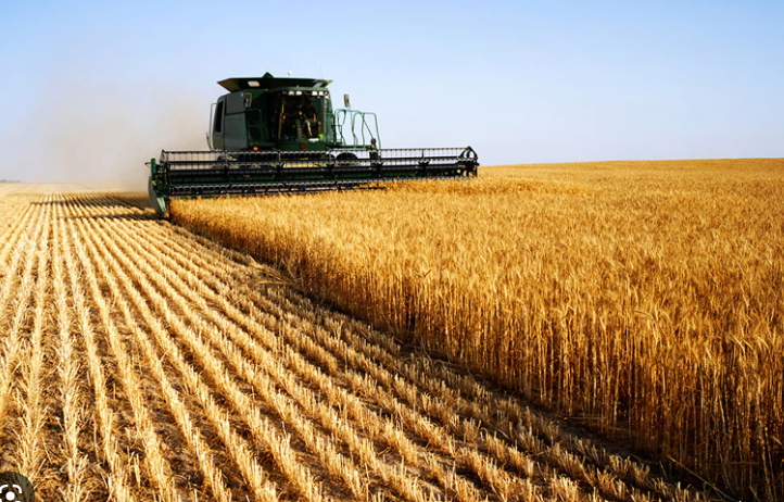 Brazil cho phép trồng lúa mì biến đổi gene - Ảnh 1.