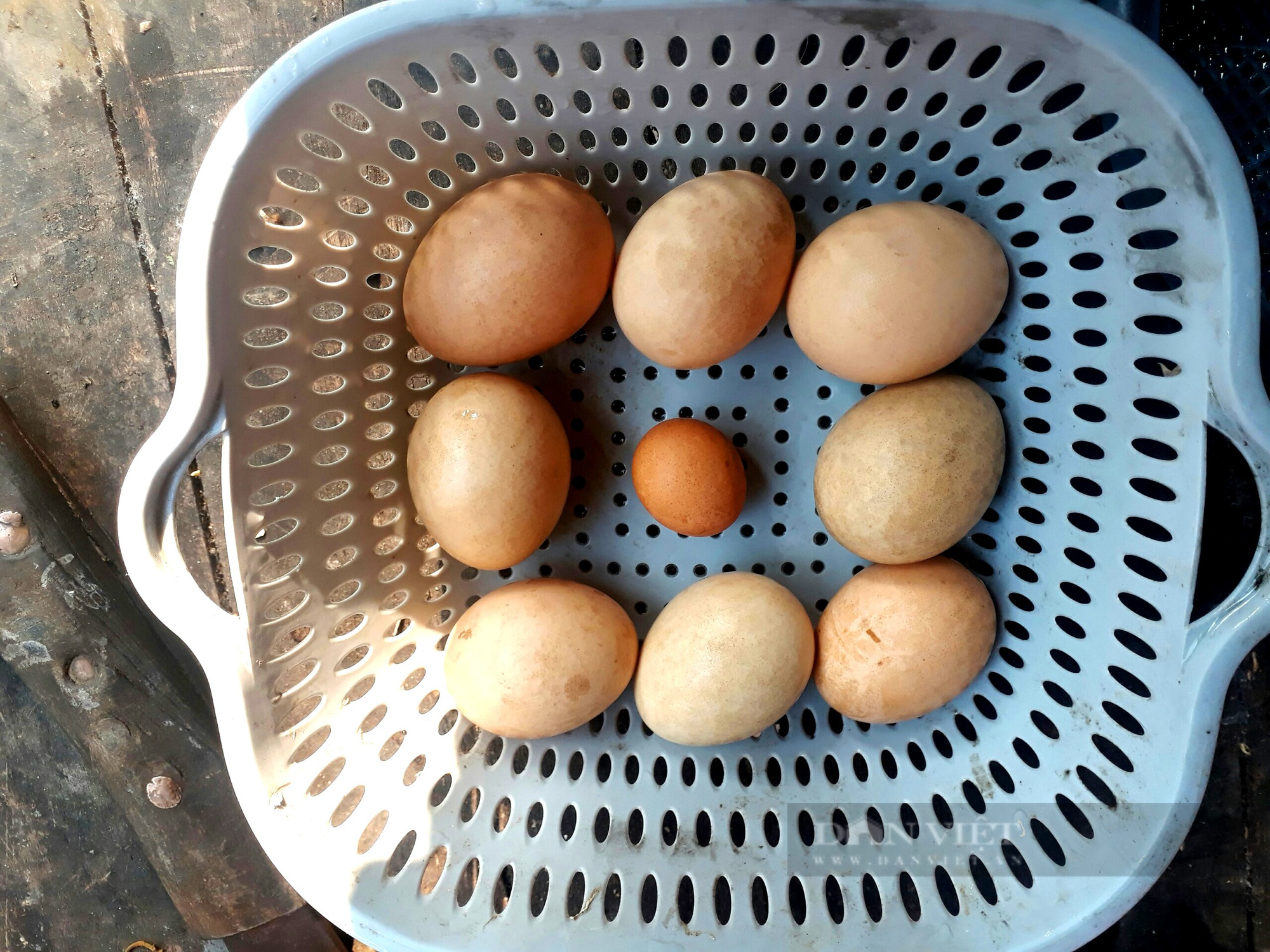 Kỳ lạ gà trống đẻ trứng có kích thước siêu nhỏ chỉ ngang đồng xu - Ảnh 3.