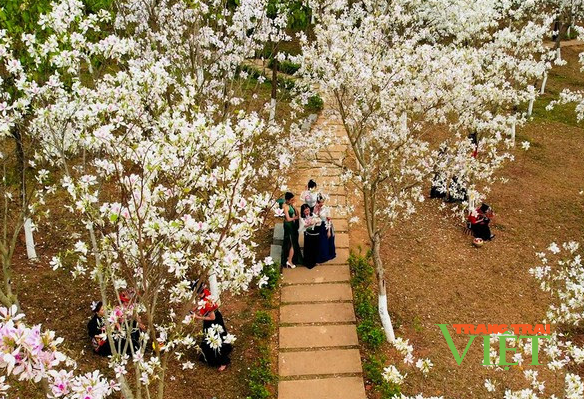 Lắng đọng cảm xúc về Lễ hội Mùa hoa ban TP.Sơn La 2023 - Ảnh 1.
