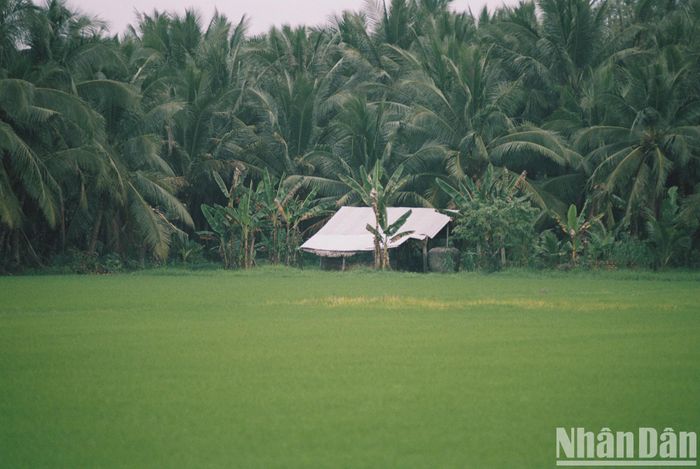 Nơi này ở Vĩnh Long là &quot;vương quốc&quot; của cây dừa, cây cỏ lác, còn vô số lò gạch cũ tuổi đời cả trăm năm - Ảnh 10.