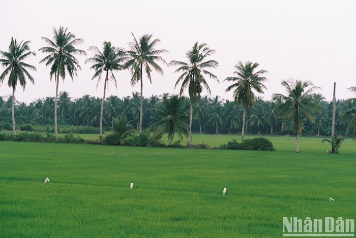 Nơi này ở Vĩnh Long là &quot;vương quốc&quot; của cây dừa, cây cỏ lác, còn vô số lò gạch cũ tuổi đời cả trăm năm - Ảnh 11.