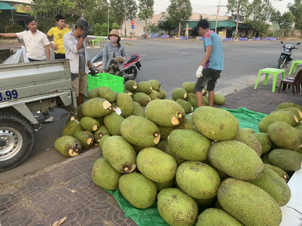 Giá mít Thái hôm nay 13/3: Gía mít tặng nhẹ, một số nơi, nông dân có ý định trồng thêm mít Thái - Ảnh 1.