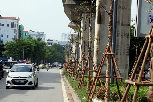 Hàng cây dưới đường sắt trên cao sau 7 năm ra sao?  - Ảnh 1.