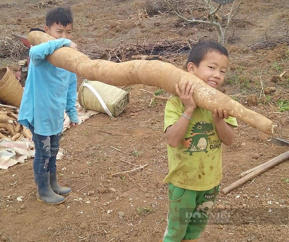 Một nông dân ở vùng cao Sơn La đào được nhiều củ sắn khủng - Ảnh 1.