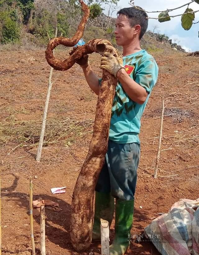 Một nông dân ở vùng cao Sơn La đào được nhiều củ sắn khủng - Ảnh 2.