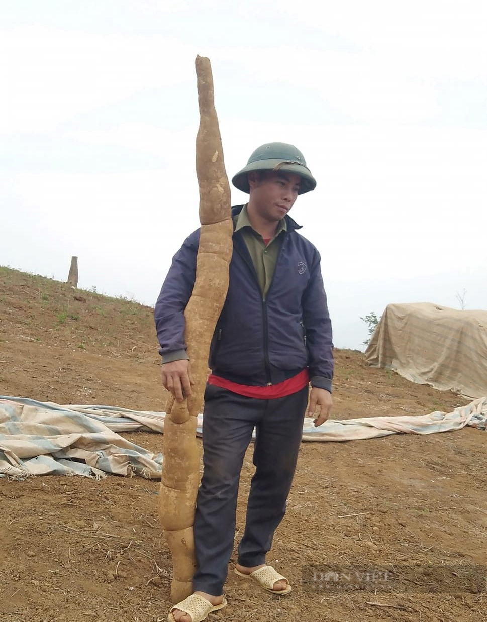 Một nông dân ở vùng cao Sơn La đào được nhiều củ sắn khủng - Ảnh 4.