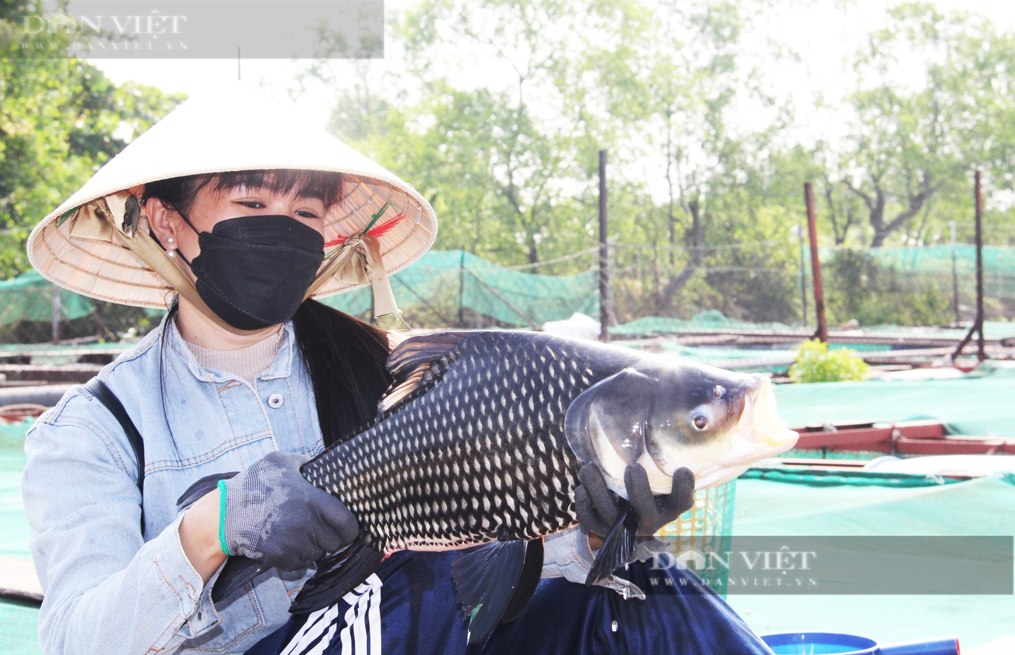 Từ bỏ cá điêu hồng, nữ nông dân 8X chuyển qua nuôi nhiều loại cá đặc sản quý hiếm trên sông Tiền - Ảnh 5.