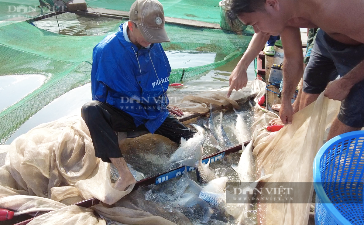 Từ bỏ cá điêu hồng, nữ nông dân 8X chuyển qua nuôi nhiều loại cá đặc sản quý hiếm trên sông Tiền - Ảnh 1.
