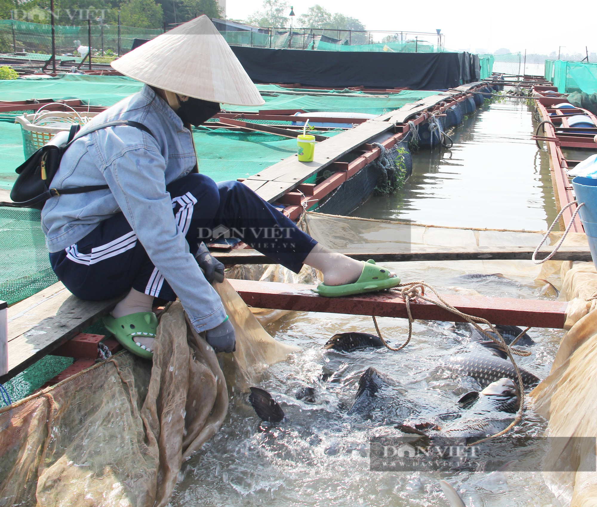Từ bỏ cá điêu hồng, nữ nông dân 8X chuyển qua nuôi nhiều loại cá đặc sản quý hiếm trên sông Tiền - Ảnh 4.