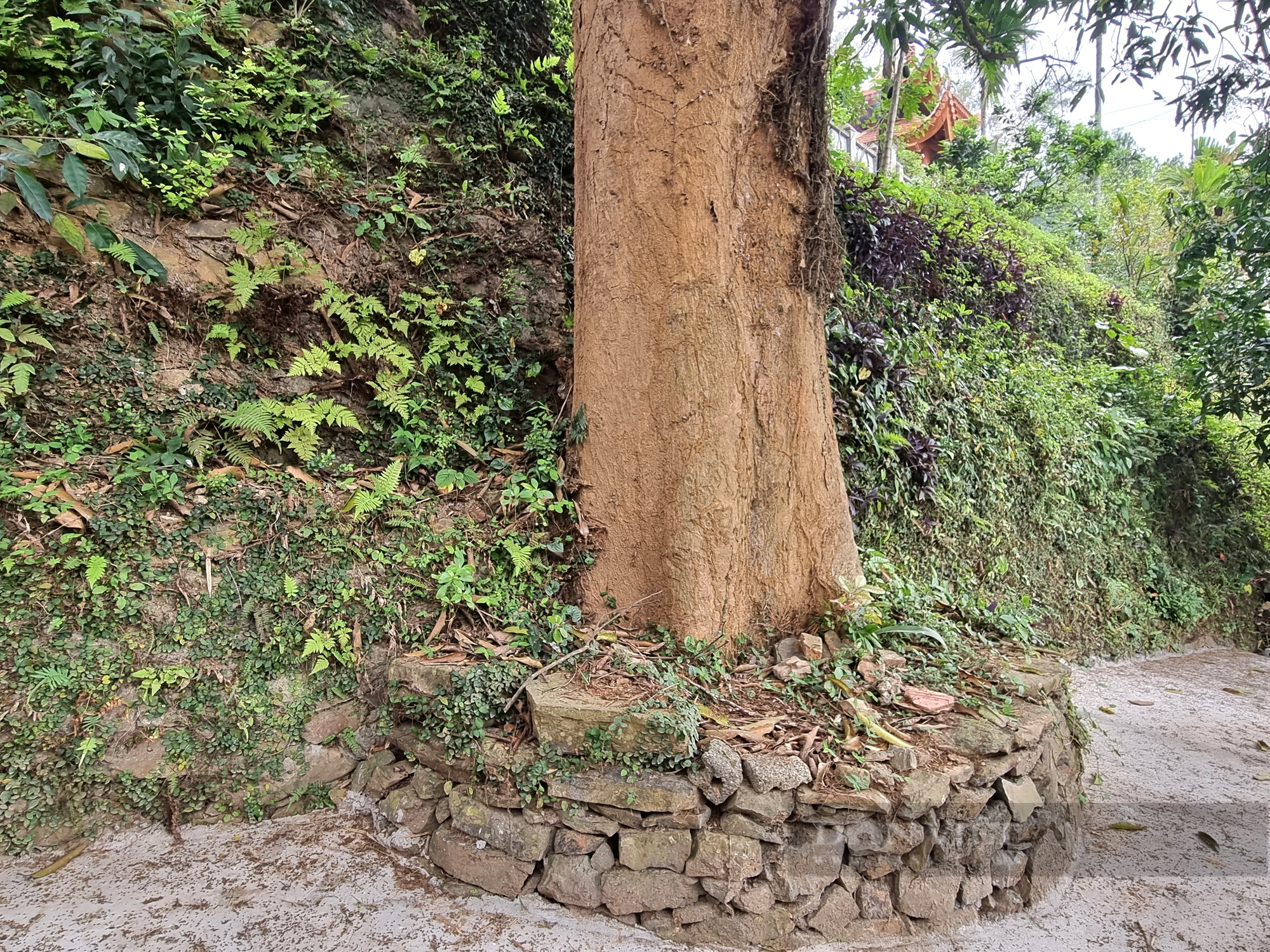 Cận cảnh cây xoài cổ thụ 1.000 năm ở Thanh Hóa - Ảnh 4.