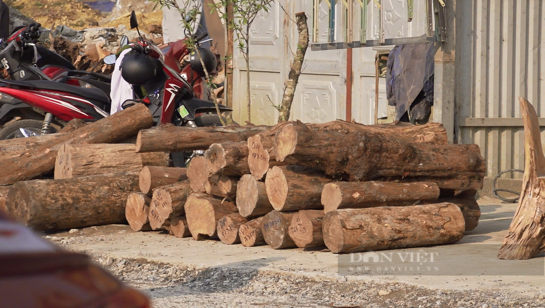 Thu giữ hàng trăm khúc gỗ quý tàng trữ trái phép ở Sìn Hồ (Lai Châu) - Ảnh 3.
