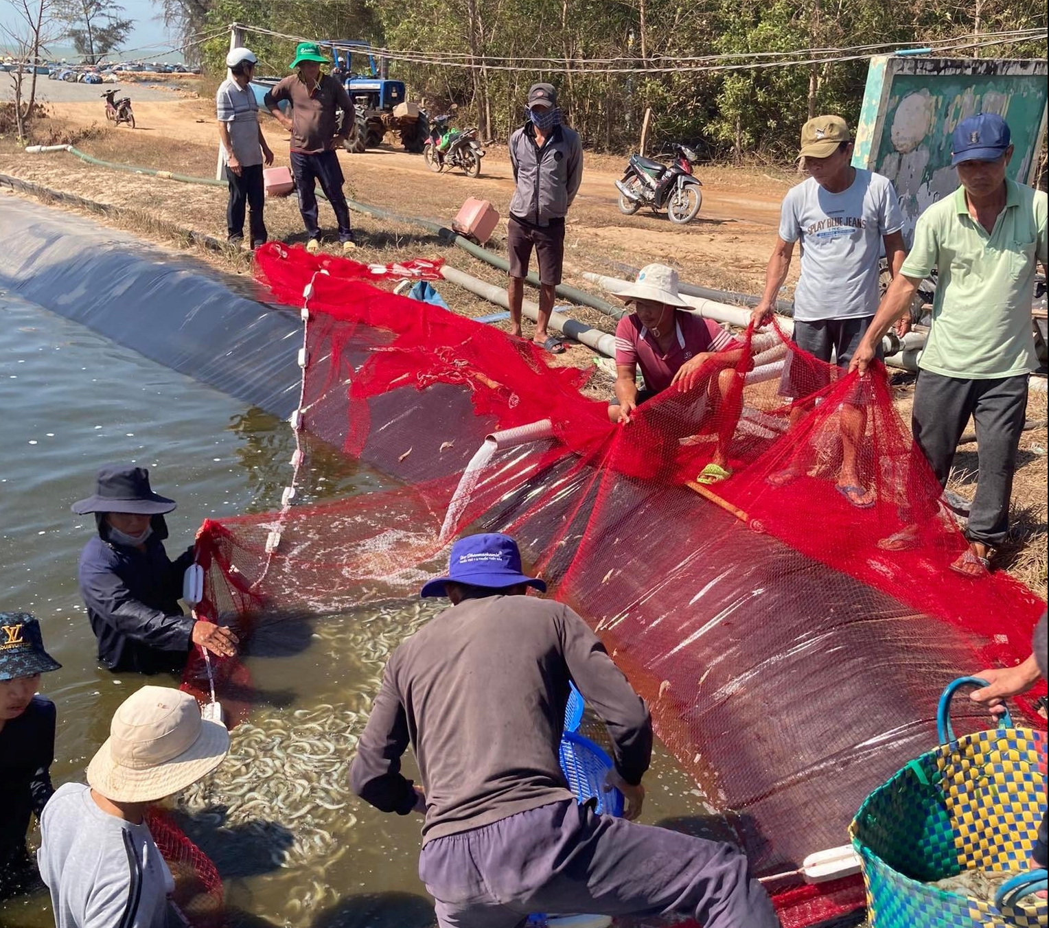 Vụ 3 hồ nuôi tôm nghi bị đầu độc bằng thuốc trừ sâu ở Bình Thuận: Công an đã bắt nghi can - Ảnh 1.