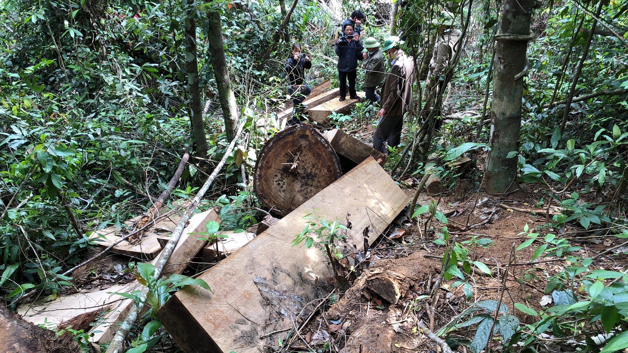 Gia Lai: Khởi tố vụ lâm tặc &quot;chặt hạ&quot; hàng chục cây gỗ tại huyện Kbang - Ảnh 1.